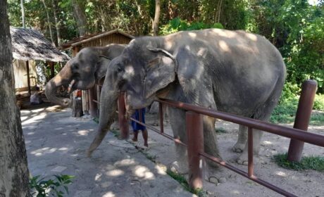 Conservation Tourism Experiences Supporting Elephant Protection And Habitat Preservation