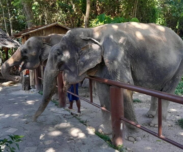 Conservation Tourism Experiences Supporting Elephant Protection And Habitat Preservation