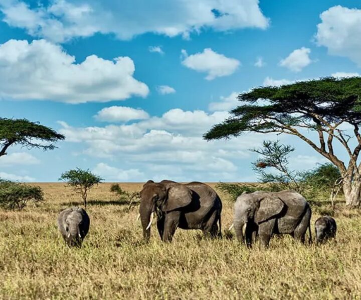 Why Southern Africa’s Safari Destinations Reward Travellers Like Nowhere Else on Earth