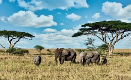 Why Southern Africa’s Safari Destinations Reward Travellers Like Nowhere Else on Earth